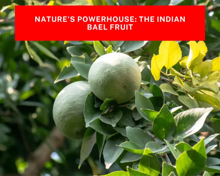 Nature's Powerhouse: The Indian Bael Fruit